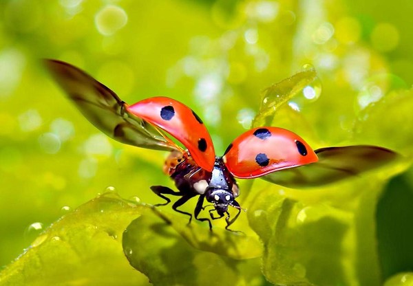 COCCINELLE 3