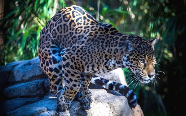 JAGUAR