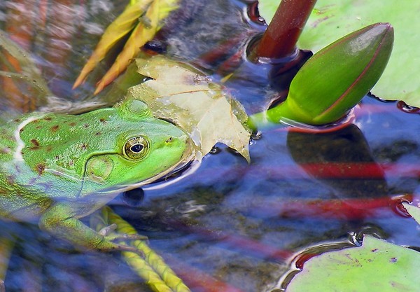 GRENOUILLE