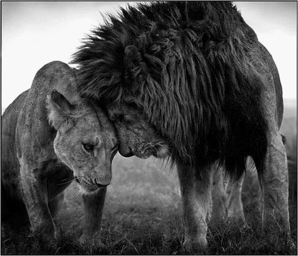 LION ET LIONNE