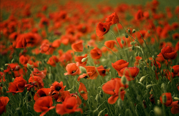 COQUELICOTS