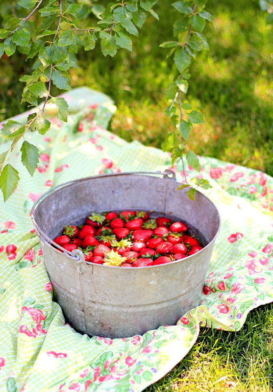 LES FRAISES