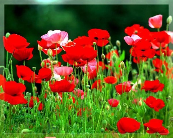 COQUELICOTS