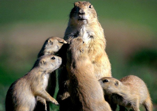 MARMOTTES