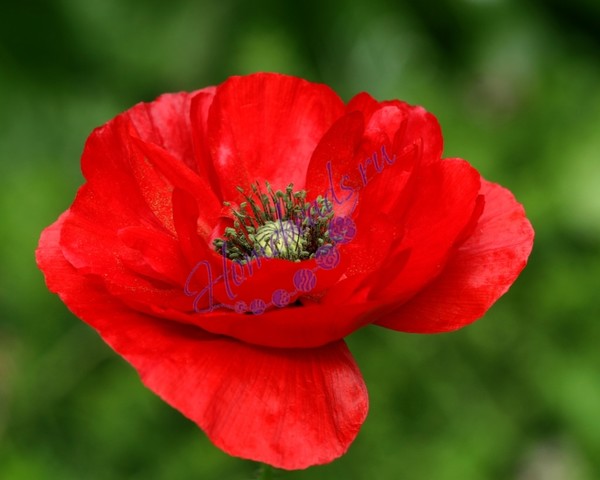 COQUELICOTS 2