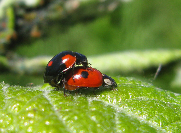 COCCINELLES 2