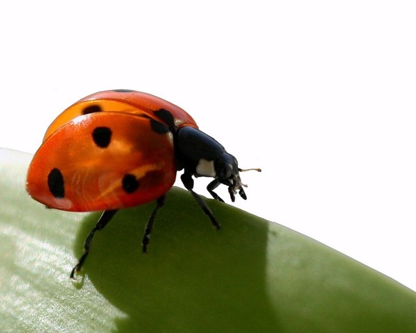 COCCINELLE 2