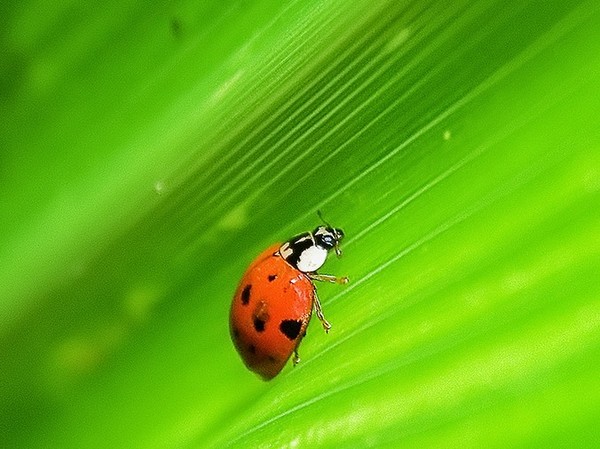 COCCINELLE