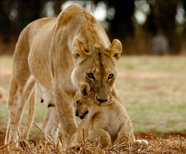 LIONNE ET LIONCEAU