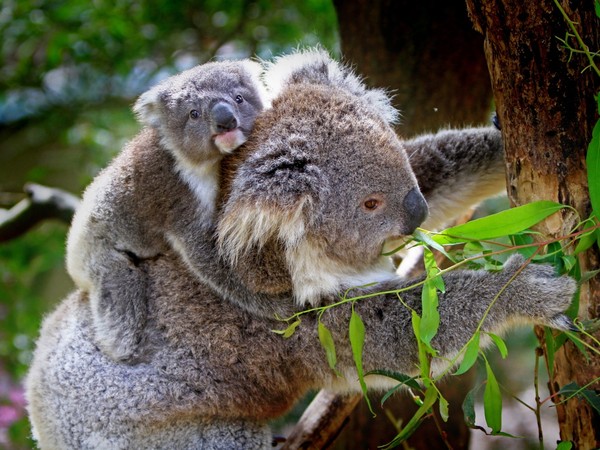 KOALAS