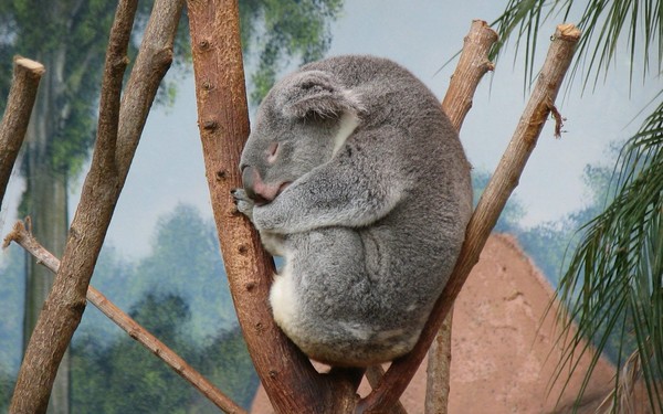 KOALA