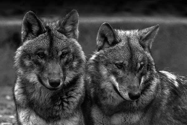 LOUPS