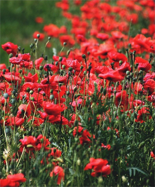 COQUELICOTS