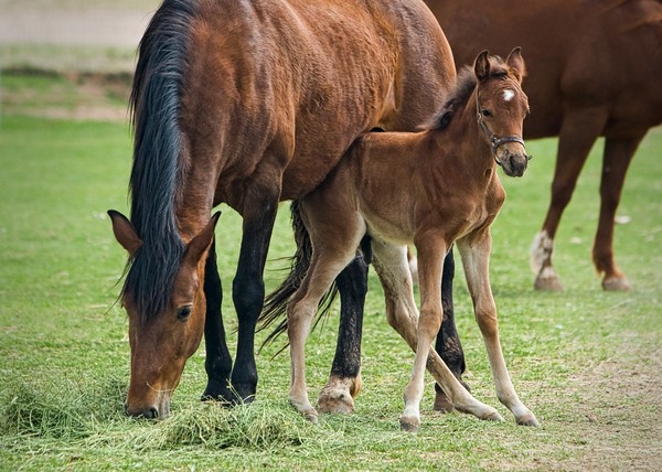 CHEVAUX 2