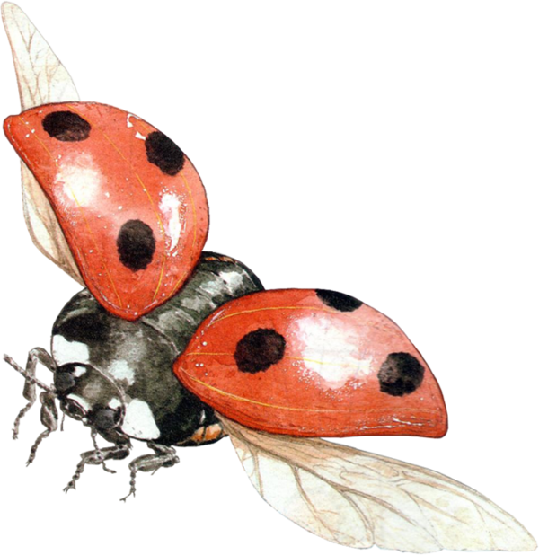 COCCINELLE