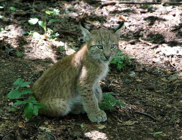 LYNX