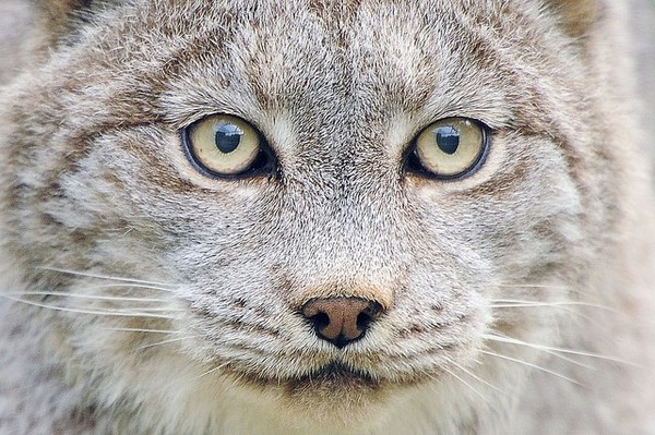 LYNX