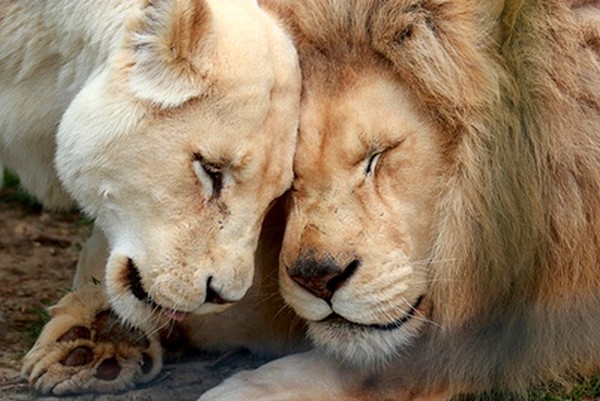 LION ET LIONNE