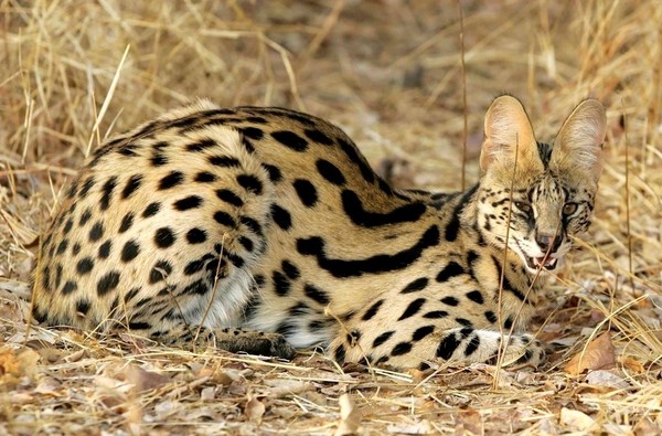 SERVAL