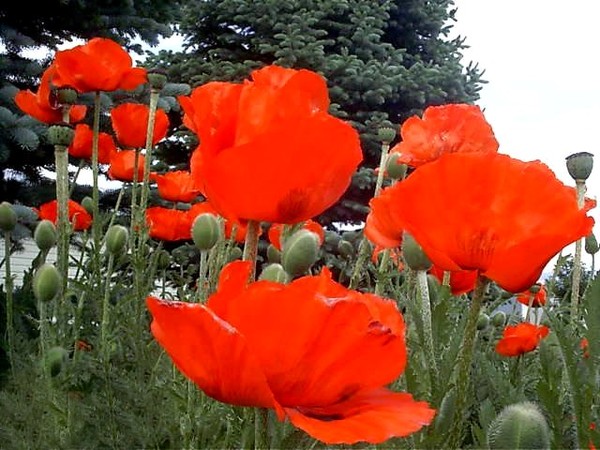 COQUELICOTS