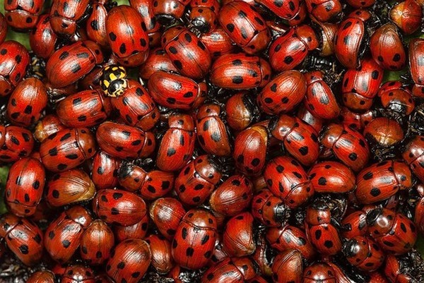 COCCINELLES