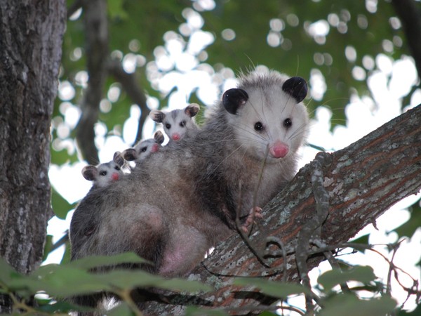 OPPOSSUMS