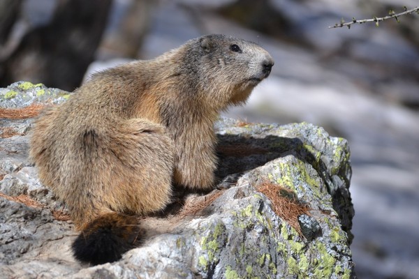 MARMOTTE