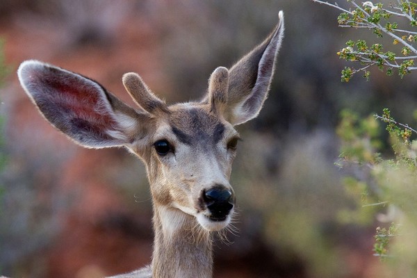 BICHE CERF...