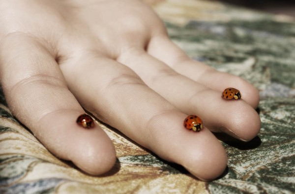 COCCINELLES