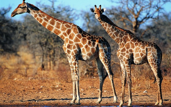 GIRAFES