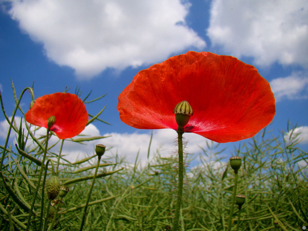 COQUELICOTS