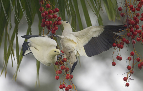 OISEAUX