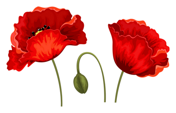 COQUELICOTS