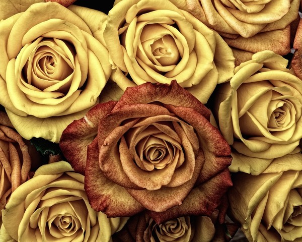 ROSES 2