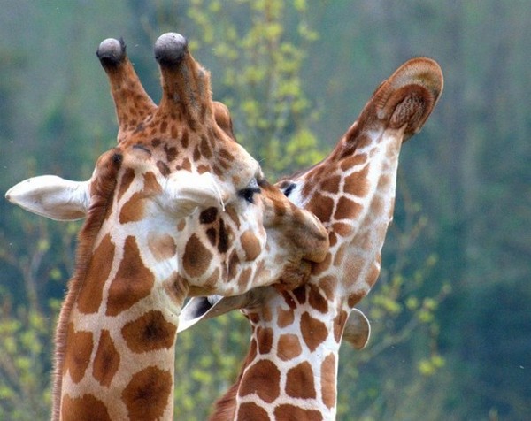 GIRAFES