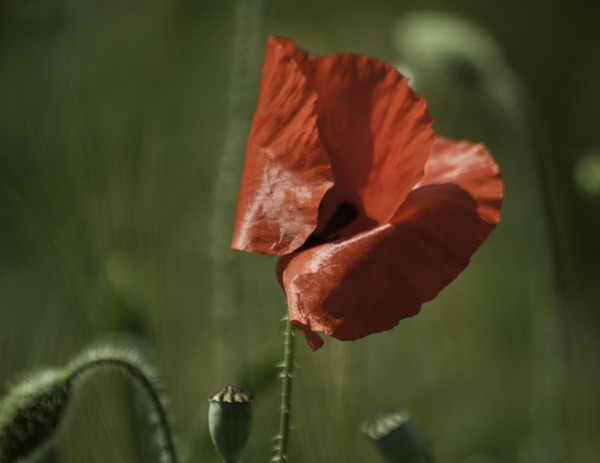 COQUELICOT