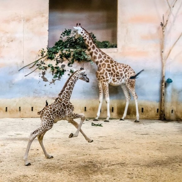 GIRAFES