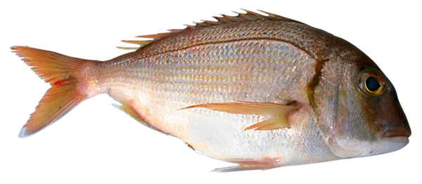 POISSON