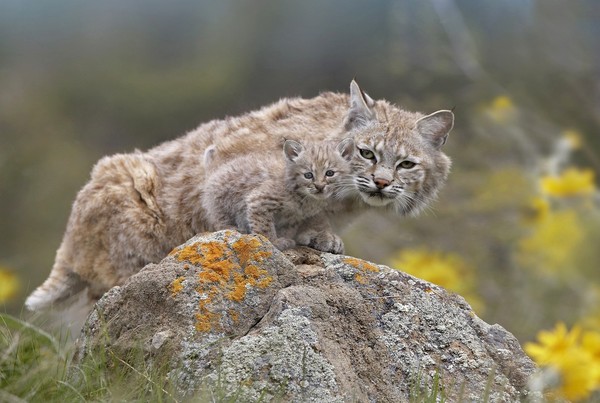 LYNX