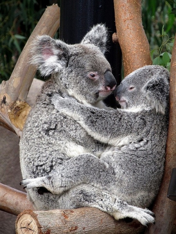 KOALAS