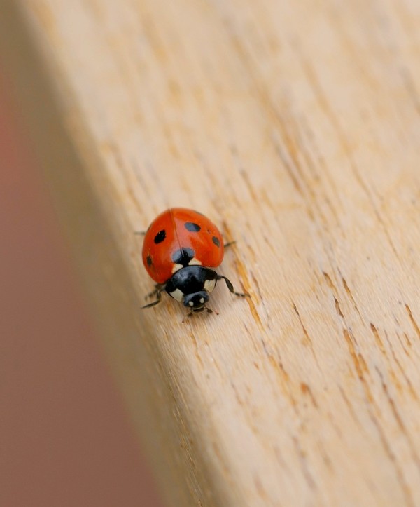 COCCINELLE