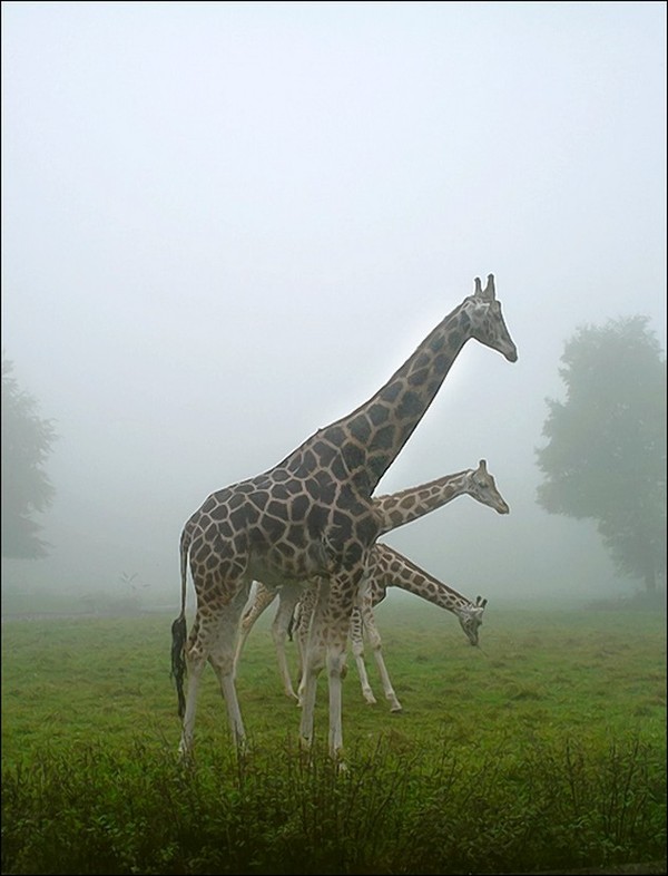 GIRAFES