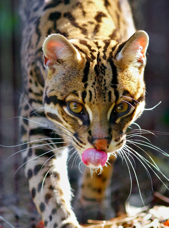 OCELOT