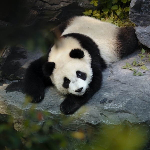 PANDA