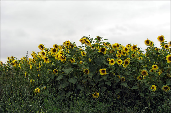 FLEURS