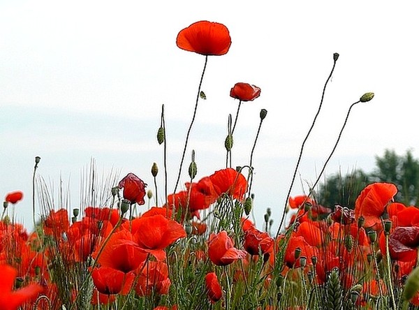 COQUELICOTS