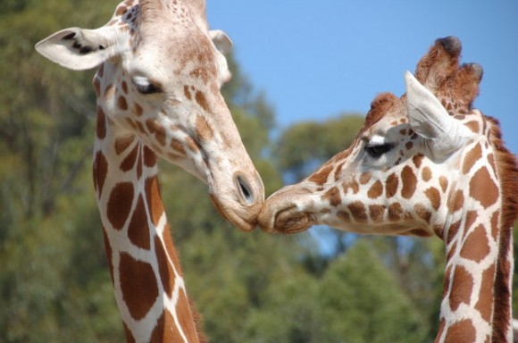 GIRAFES