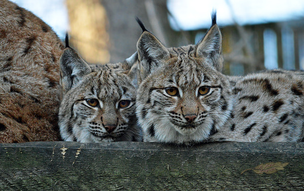 LYNX