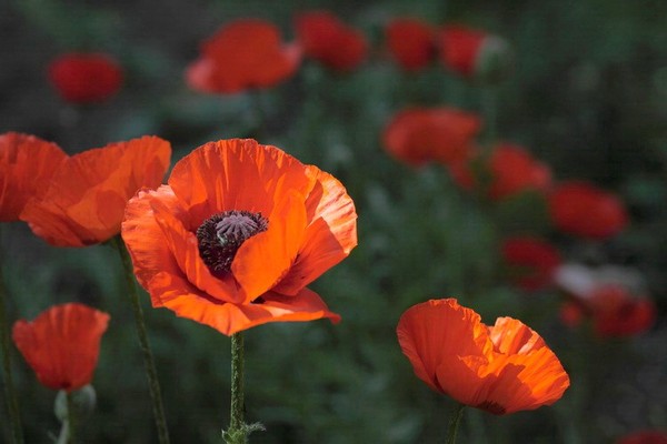 COQUELICOTS