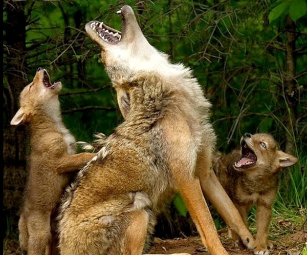 LOUPS